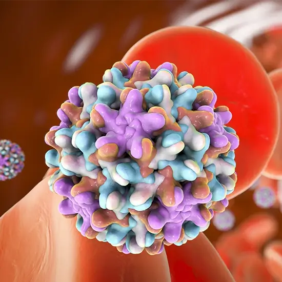 Hepatitis B Virus (HBV) Genotyping Test